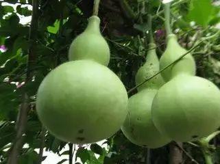 葫芦瓜吃的,探寻家常与创意的完美融合