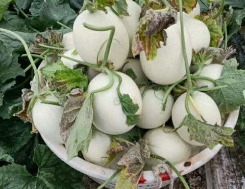 玉姑瓜怎么吃的,解锁美味新体验