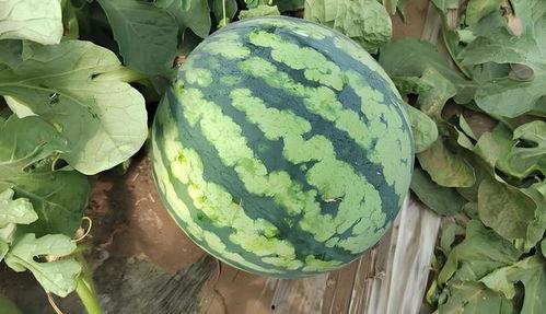 天选吃瓜,揭秘娱乐圈幕后风云