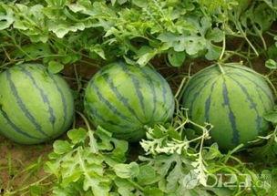 吃瓜就是吃自己的瓜