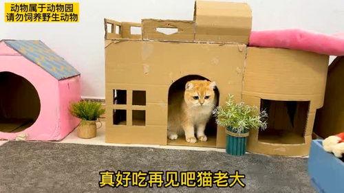 吃瓜团宠2,瓜田里的甜蜜冒险