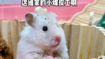 吃瓜团团鼠,揭秘娱乐圈背后的趣味故事