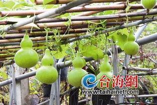 葫芦瓜冬天吃的,葫芦瓜美食新体验