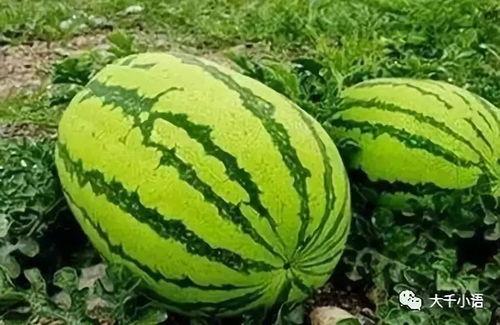 大瓜咋吃最好,教你如何最佳品尝大瓜