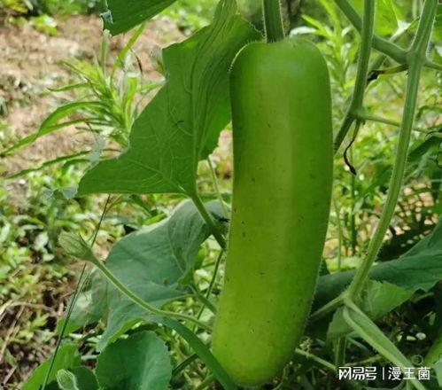 大家都吃圣女的瓜,圣女瓜背后的热议与真相