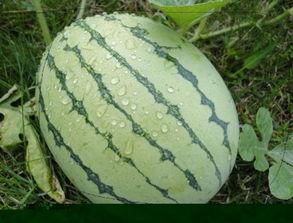 不喜欢吃瓜的瓜