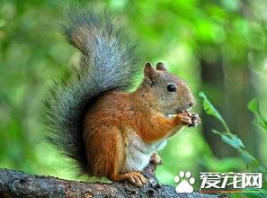 松鼠吃瓜咋办,松鼠吃瓜引发的趣味生活瞬间