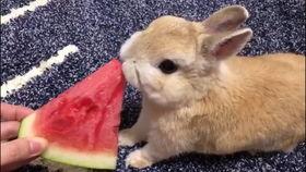 吃瓜兔旁观,揭秘娱乐圈幕后风云