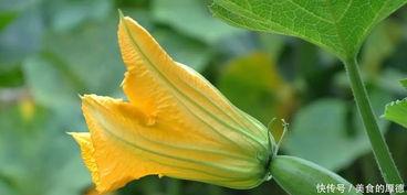 萱花吃瓜,品味生活,畅谈人生