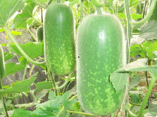 2242978吃瓜群,一场网络热议的狂欢盛宴