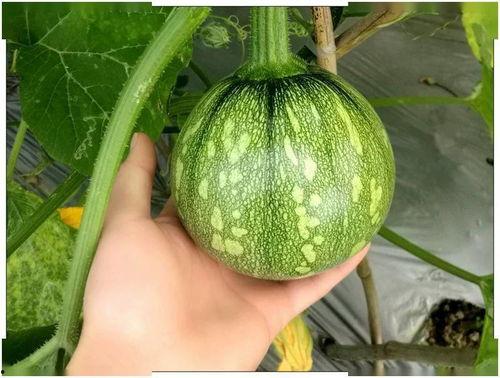 小檀吃瓜,揭秘娱乐圈那些不为人知的幕后故事