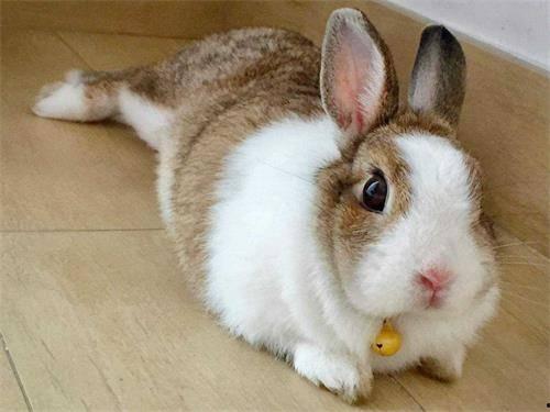 兔子可以吃三月瓜吗吗,营养与适宜性探讨