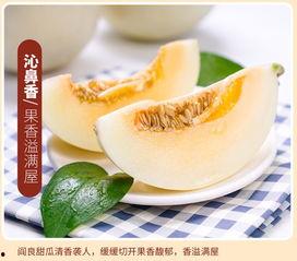 吃黄金蜜瓜图片
