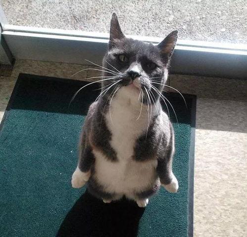 带你吃瓜最奇葩的猫